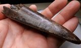 Monster T-Rex Tooth - Exceptional Condition #22546-2